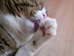 After your nail removal they will wrap your toe in a large dressing to control any bleeding and prevent infection. Declawing Cats Alternatives To An Inhumane Procedure Purrfectpost Com
