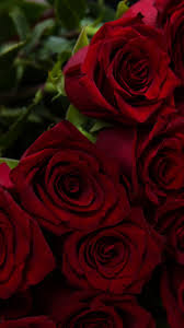 Find white rose wallpapers hd for iphone. Download 750x1334 Wallpaper Beautiful Flowers Red Roses Iphone 7 Iphone 8 750x1334 Hd Image Background 2308