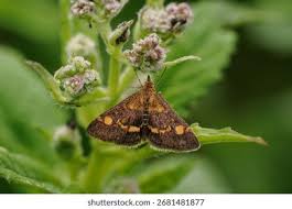 Image result for Pyrausta aurata