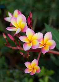 Pink Frangipani Flowers Greeting Card For Sale By Amornthep Chotchuang Beautiful Flowers Photography Plumeria Flowers Orchid Flower