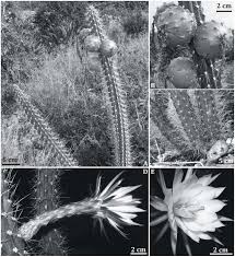 Some of the older areas are not as wonderful as they use to be because they have i live in st lucie west.its the newest area of port st lucie with homes all within gated communities.we have everything here from shopping. Synopsis Of Harrisia Including A Newly Described Species Several Typifications New Synonyms And A Key To Species