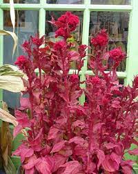Celosia Argentea Var Cristata Kurume New Scarlet Cockscomb To 40 Tall In Rich Soil Flower Farm Beautiful Flowers Plants