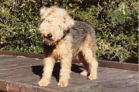 Meet Woody, a car-chasing window licker