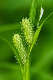 Image result for Carex angolensis