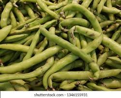Image result for Vicia faba