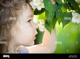 Jasmin flower hi-res stock photography and images