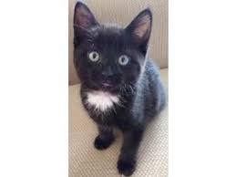 He has been available for adoption since 4/27. Cats Kittens For Sale In Hampshire Friday Ad