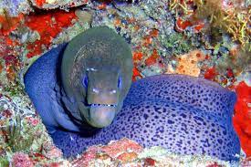 5 Eels You Want To Stay In The Ocean Sea Creatures Moray Eel Ocean