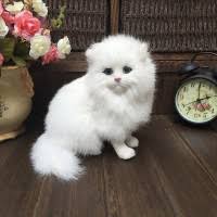 Anda juga dapat mencarinya berdasarkan budget yang anda miliki dan pastikan anda melakukan pembelian melaluio rekening bersama kami untuk proses keamanan jika anda menginginkan pembelian melalui pengiriman. Jual Anak Kucing Persia Murah Harga Terbaru 2021