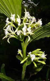 Image result for Corymborkis