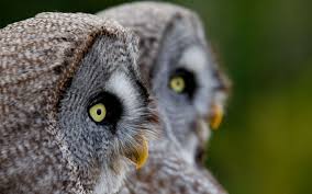 C'est un oiseau aux habitudes nocturnes et rapacieuses, caractérisé par des cette particularité permet de différencier les hiboux des hiboux et autres espèces similaires. A Cause De Harry Potter Les Chouettes Et Les Hiboux Souffrent En Asie Le Parisien