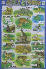 Animal Charts Yellowbear