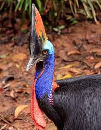 Australian Birds That Lay Eggs On The Ground Cassowary Australian Native Animals Cassowary Cassowary Bird