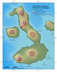 Image result for Chelonoidis microphyes