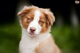 8 wks old, shots and tail docked. Australian Shepherd Dog Breed Facts Highlights Buying Advice Pets4homes