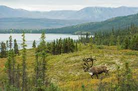 This video covers the tundra wilderness tour of denali national park on tour bus run by the park. Alaska S Denali National Park Facts And Information
