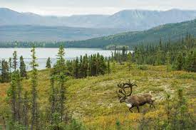 Nearly all of the other four million acres added by the alaska national interest lands conservation act (anilca) are eligible wilderness. Alaska S Denali National Park Facts And Information