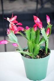 Easy To Care It Will Bloom Between Thanksgiving And Christmas Great Gift For Everyone Come Wit Christmas Cactus Plant Christmas Cactus Cactus Plants