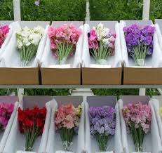 Image result for Lathyrus