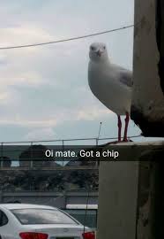 We did not find results for: The Best Seagull Memes Memedroid