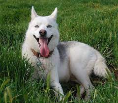 Cachorro de husky siberiano blanco y negro. Husky Siberiano Caracter Caracteristicas Educacion Y Informacion