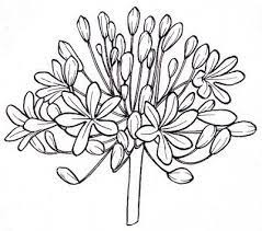 Jezze Prints Just Add Colour Flower Drawing Floral Drawing Realistic Flower Drawing