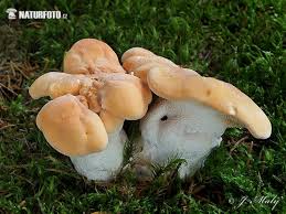 Image result for Hydnum repandum