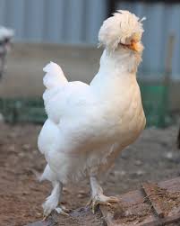Когда начинает нестись павловская курица, характеристика породы павловский куры: Luchshaya Otechestvennaya Poroda Kur Vkontakte