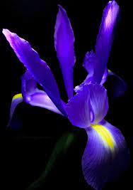 Blue Iris The Story Of The Iris Flower Dates Back To Ancient Greece When Iris The Goddess Of The Rainbo Iris Flowers Flower Names Indoor Flowering Plants
