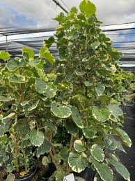 Image result for Polyscias