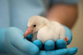 Watch Tiny Flamingo Hatch In Exclusive Time Lapse Video National Geographic