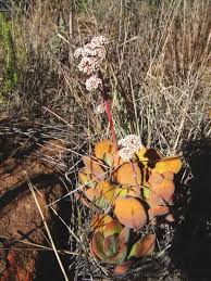 Image result for Crassula morrumbalensis