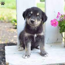 Trixy Goberian Puppy For Sale In Ohio Puppies Puppies For Sale Doggy