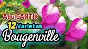 Bunga ini memiliki banyak jenis dengan warna kelopak yang indah. Bougenville Inilah 12 Jenis Bunga Bougenville Tercantik Youtube