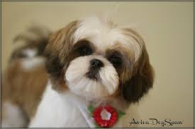 Category Cute Dogs Shih Tzu Haircuts Shih Tzu Grooming Shih Tzu Puppy
