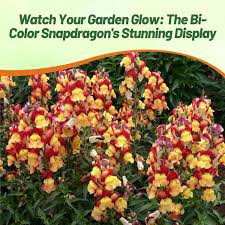 Image result for Antirrhinum