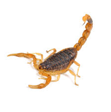 Sonhar com Escorpião: Saiba o Que Significa e Como Reagir