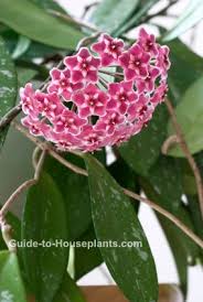 Leaf patterns and colors depend on the variety, but many have white and green striped leaves with purple undersides. Wax Plant Hoya Carnosa Pictures Care Tips