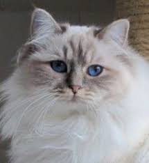 William adams birman kitten cattery is a small home hobby closed cattery that breeds healthy and lovely birman kittens. Heilige Birma Katzen Dog Cat Cats Feline