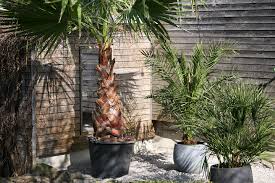 So leicht kannst du eine palme basteln. Exotische Alternativen Zu Potentiell Invasiven Neophyten