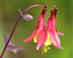This native plant is in the poppy family and is one of the first welcoming flowers to bloom after a cold stark winter. 10 Native Tennessee Plants For Your Garden The Heritage