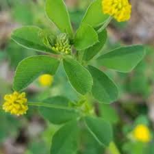 Image result for Trifolium campestre