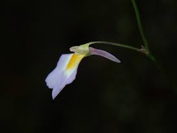 Image result for Utricularia striatula