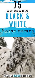 Black And White Horse Names 75 Names For Your Black And White Horse In 2020 White Horse Horse Names Black Horses