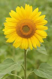 New Study Explains How And Why Sunflowers Follow Sun Movement Video Sunflower Sunflower Garden Single Flower