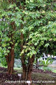 Image result for Flacourtia