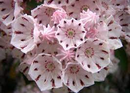 Kalmia Latifolia Cicegi Pembeli Flowers Laurel Flower Beautiful Flowers