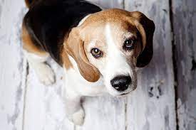 Man sollte sie nicht länger als 4 stunden alleine lassen, wenn es einem wichtig ist, dass der hund glücklich ist. Wie Lange Darf Ein Hund Alleine Sein