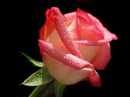 صور ورد احمر صور ورد flowers photos rose flowers beautiful roses