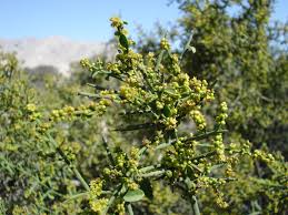 Image result for Scutia